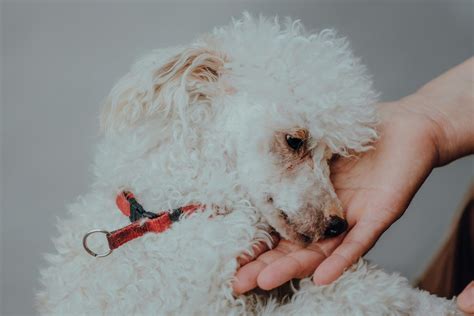 Solving Schnoodle Temperament Problems and Health Concerns