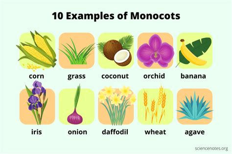 Monocot vs Dicot - How to Tell the Difference