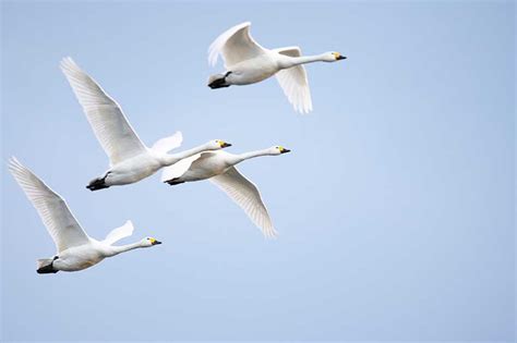 Bewick's Swan | Bird Identification Guide | Bird Spot