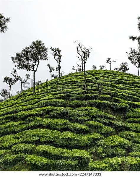 Tea Garden View Munnar Kerala Stock Photo 2247149333 | Shutterstock