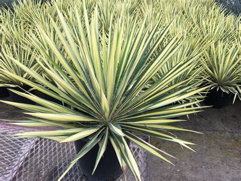 Color Guard Yucca | Southwest Nursery | Wholesale Landscaping Supplies ...