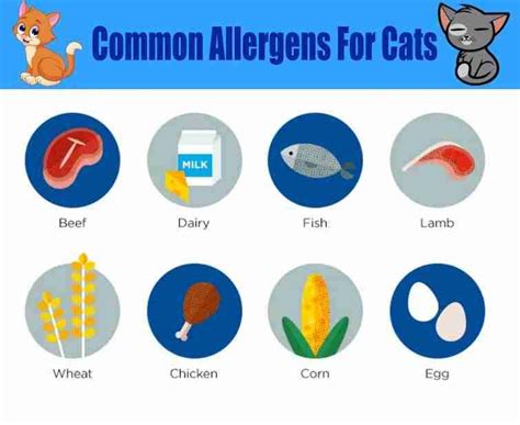 How to Spot Food Allergy in Your Cat (Fully Explained) - iHomePet