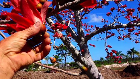 Red Silk Cotton Tree - YouTube