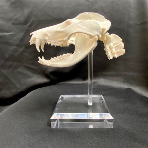 Possum Skeleton