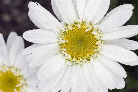 Shasta Daisy stock photo. Image of flowers, flower, garden - 57692028