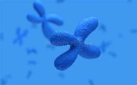 Understanding X Chromosome Structure