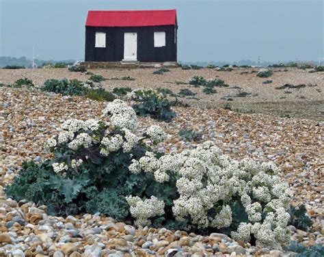 Rye Harbour Nature Reserve – Rye Harbour in East Sussex