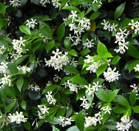 Star Jasmine - Trachelospermum Jasminoides - AZ Living