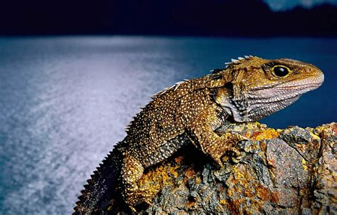Wallpaper New Zealand, lizard, reptile, tuatara, clubology, the tuatara images for desktop ...