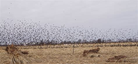 Birds in Big Numbers: Flocks of Blackbirds and Starlings | Columbia Audubon Society