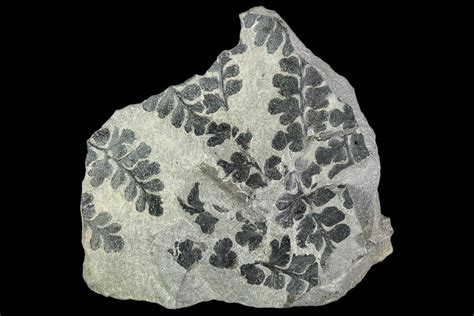 2.4" Pennsylvanian Fossil Fern (Sphenopteris) Plate - Kentucky For Sale ...