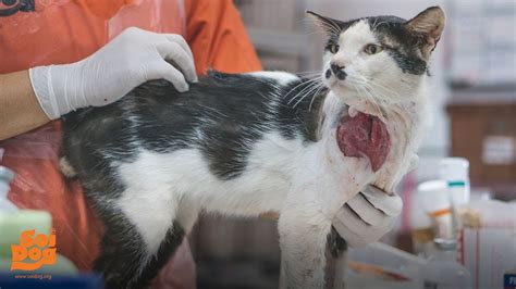 How To Clean A Wound From A Cat Bite at Virgil Dawes blog