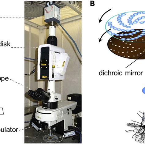 Spinning-Disk Confocal Microscopy for fMsCI (A) Diagram of an... | Download Scientific Diagram