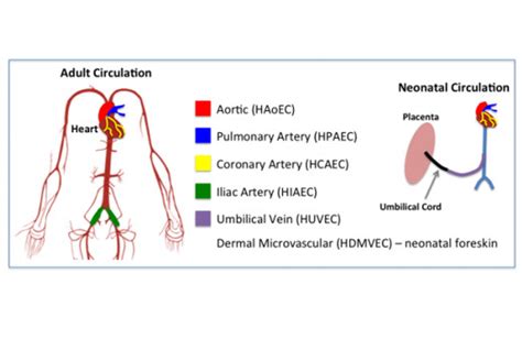 Endothelial Cell Function and Circulation System