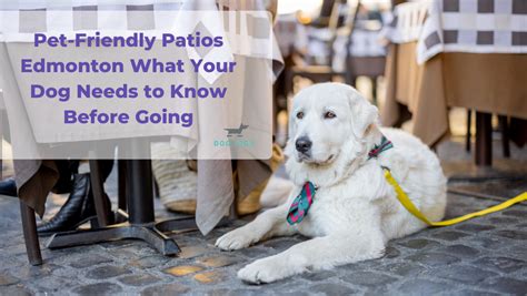 Pet-Friendly Patios Edmonton What Your Dog Needs to Know Before Going | Dog Jogs