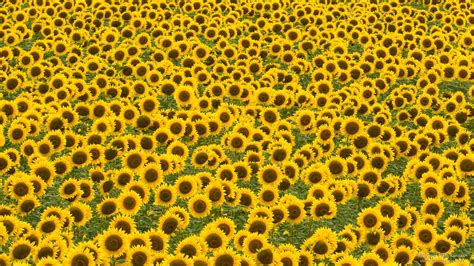 Sunflower Field, Kansas | Sunflower fields, Wild sunflower, Sunflower