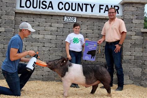 Grand Champion Home Raised Barrow Louisa Co Fair by Swine Genetics – SGI