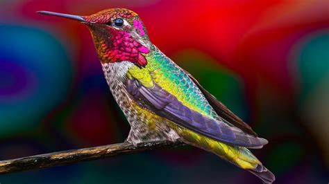 Are Hummingbirds Color Blind? - HummingbirdHobbyist