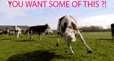 Cows Running GIFs - Find & Share on GIPHY