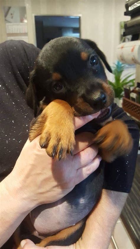 Cane corso x Rottweiler puppies | in West Derby, Merseyside | Gumtree