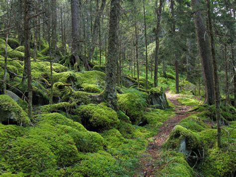 smoky mountain pictures | in Great Smoky Mountains | Most visited national parks, Smoky mountain ...