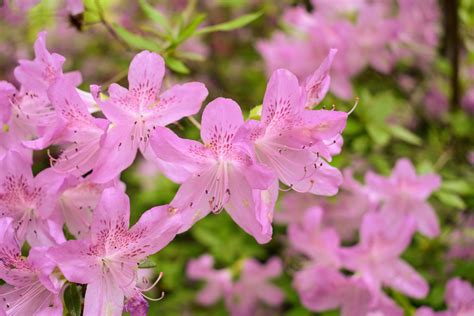 Flowering Azaleas at My Farm - The Martha Stewart Blog