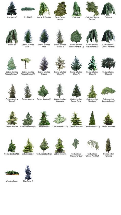 Cedar Tree Identification Guide