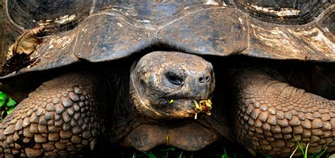 Galapagos Islands wildlife