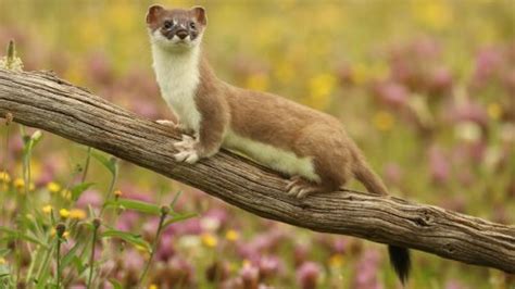 The Mighty Weasel | Are Honey Badgers One Of the World's Smartest Animals? | Nature | PBS