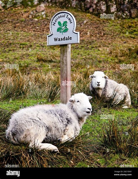 Herdwick Sheep in Wasdale, Lake District, UK Stock Photo - Alamy