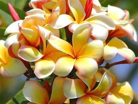Exotic tropical flowers photos - Just for Sharing