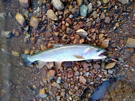 Bonneville Cutthroat Trout in Utah - Krebs Creek