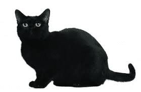 Black Cat Breeds Description and Complete Care Guide