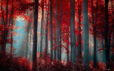 red, Forest, Nature Wallpapers HD / Desktop and Mobile Backgrounds