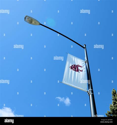 Washington State University banner with Cougar head stylized logo on a ...