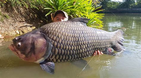 Giant Siamese carp (Catlocarpio Siamensis) - Dreamlake Fishing Thailand