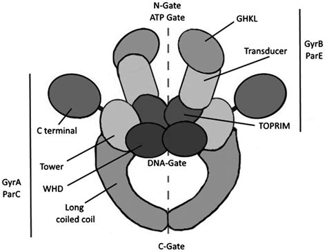 Structure of bacterial topoisomerase ii enzyme. | Download Scientific Diagram