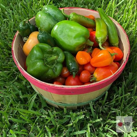 15 Types of Pepper Plants you Need in Your Garden | Sweet & Hot