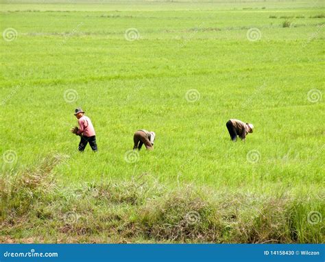 Paddy-field stock photo. Image of peasant, plant, field - 14158430