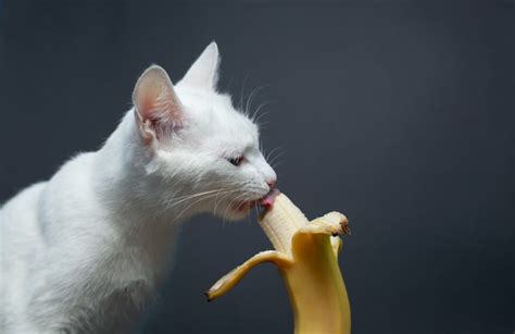 Can Cats Eat Bananas? - Minneopa Orchards