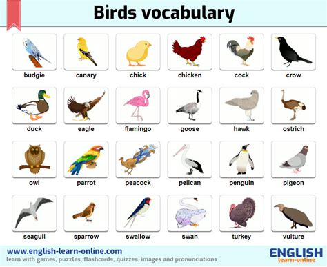 Names of Birds with Images Pronunciation | Learn English