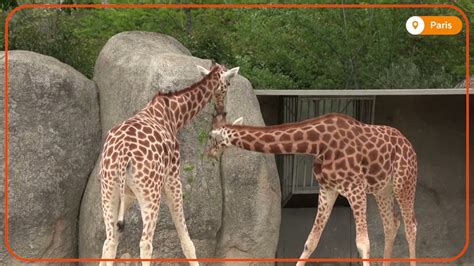 Animals at Paris zoo all set to welcome back visitors - YouTube