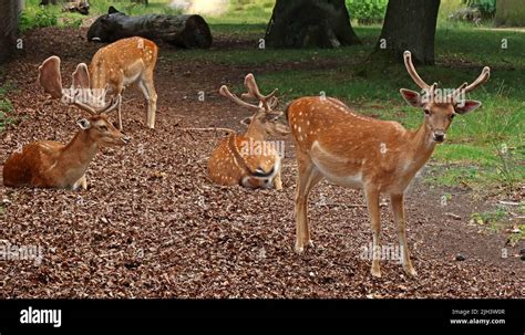 Deer at Dunham Massey NT hall & gardens, Altrincham, Cheshire, England ...