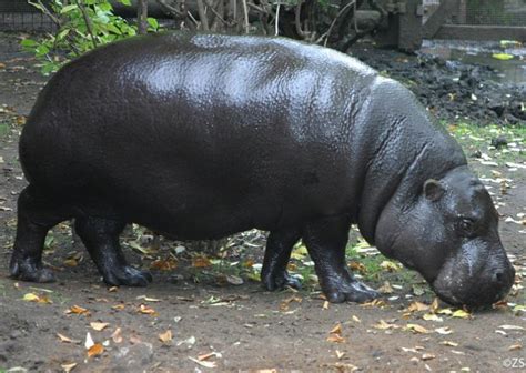 Pygmy Hippopotamus | Choeropsis liberiensis