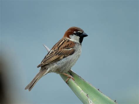 Italian Sparrow : National Bird Of Italy | Interesting Facts About Italy's National Bird