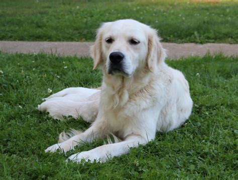 AKC Registered English Cream Golden Retriever For Sale Fredericksburg, – AC Puppies LLC