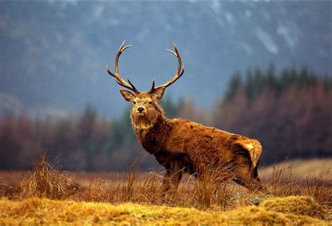 Red Deer Stag after a thunderstorm in the Scottish Highlands, Scotland ...