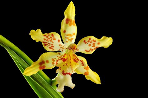 Oncidium hybrid Holm - single flower | by Nurelias Oncidium, Holm ...