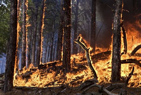 Wildfires: How They Form, and Why They're so Dangerous