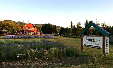 Sequim Lavender Farms, Lavender Fields in Sequim, WA